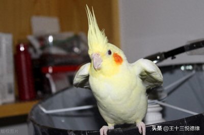 ​玄凤鹦鹉你喜欢吗，今天详细说说