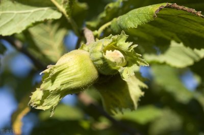 ​大果榛子引种及无公害丰产种植技术，做好以下要点管理，保证产量