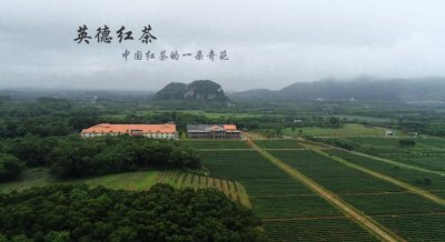 ​英德特产——英德红茶