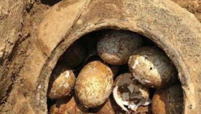 ​为什么考古者最害怕发现鸡蛋盗墓者则最怕粽子?(盗墓的粽子真实存在吗?)