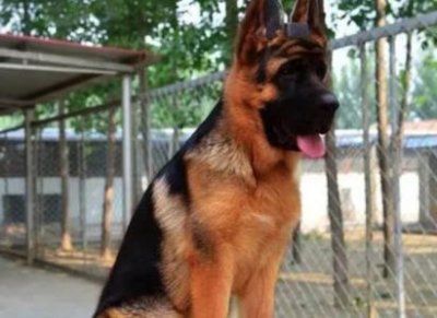 ​比熊和泰迪串串能活多长时间比熊与泰迪的串串幼犬