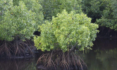 ​红树植物对高盐的潮间带环境具有特殊的什么，红绿植物对高盐环境具有特殊性？