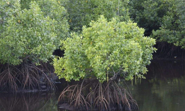 红绿植物对高盐环境具有特殊性