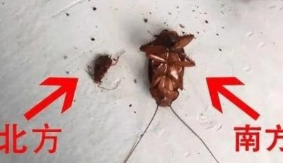 ​蟑螂可以用脚踩么,蟑螂不能用脚踩有科学依据吗