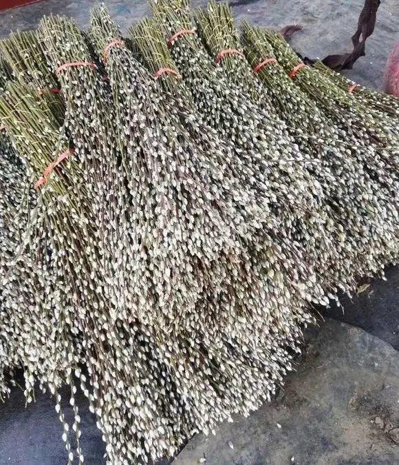 年宵花银柳的养殖(银柳怎么养要加水吗)