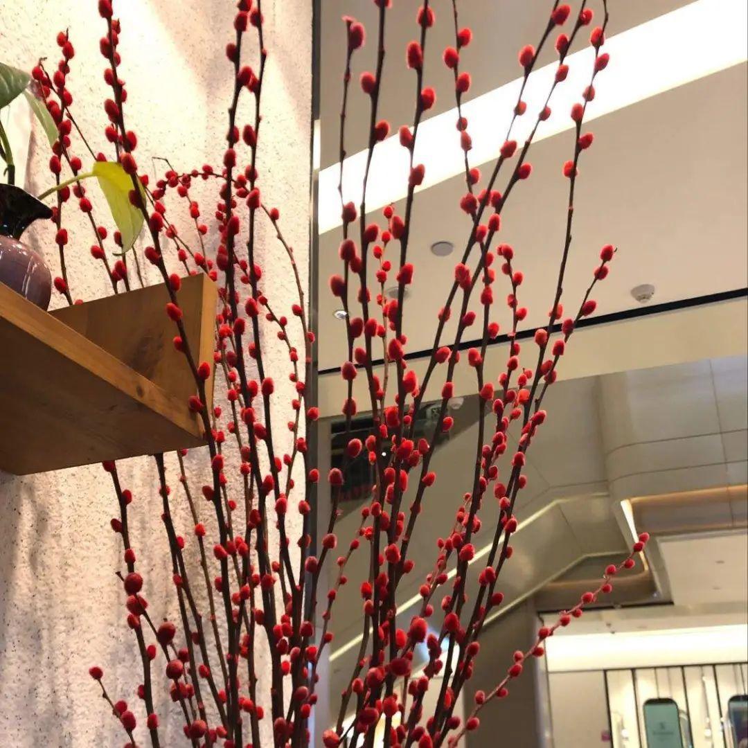 年宵花银柳的养殖(银柳怎么养要加水吗)