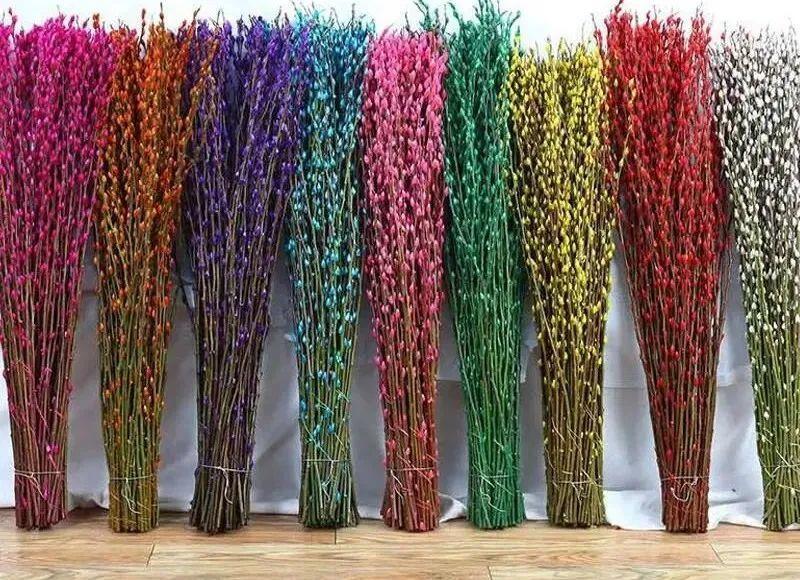 年宵花银柳的养殖(银柳怎么养要加水吗)