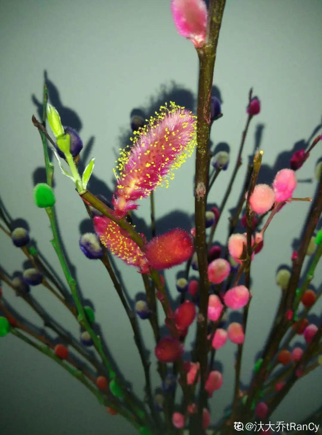 年宵花银柳的养殖(银柳怎么养要加水吗)