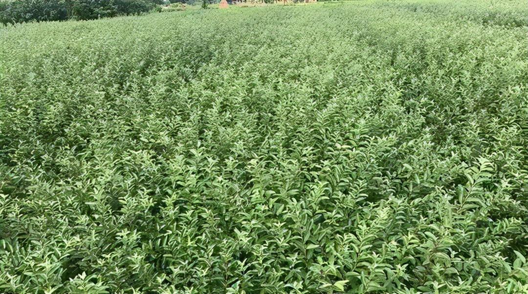 年宵花银柳的养殖(银柳怎么养要加水吗)