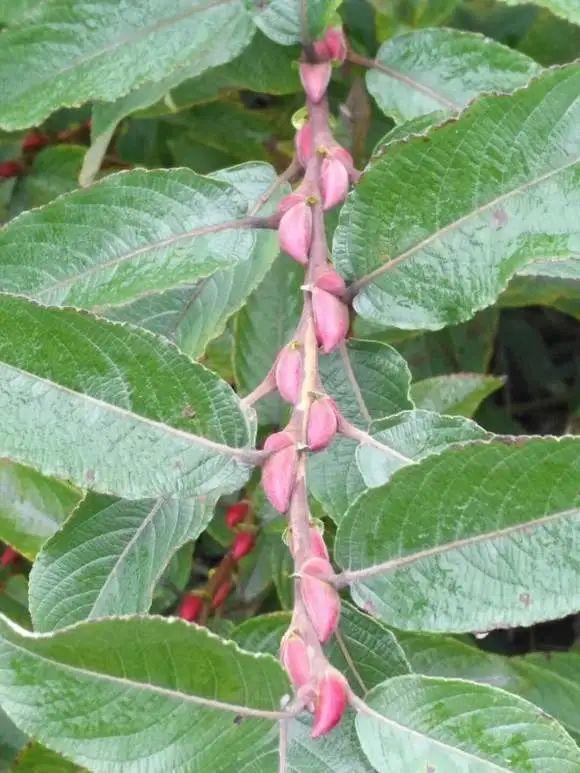 年宵花银柳的养殖(银柳怎么养要加水吗)