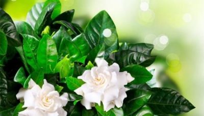 ​吉事多卫浴怎么样吉事多卫浴质量怎么样，卫浴选购时要注意哪些方面