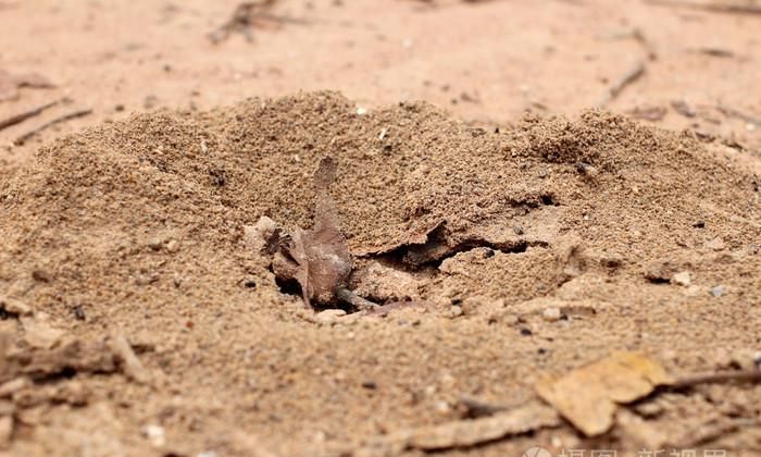 蚂蚁生活在什么环境