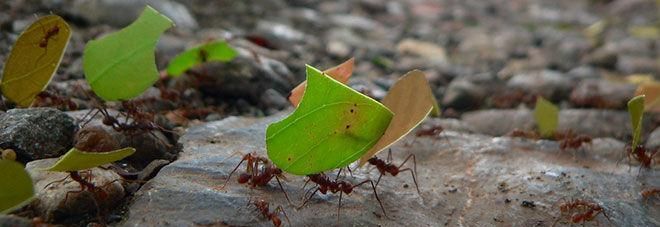 蚂蚁的生活环境是什么