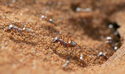 ​蚂蚁的生活环境,蚂蚁的生活环境有什么特点