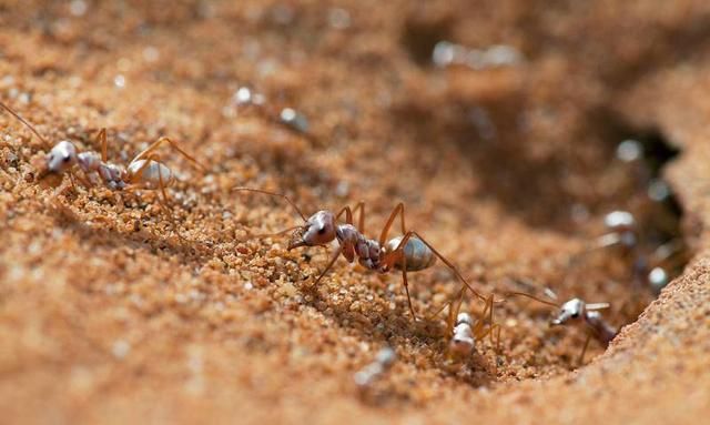 蚂蚁的生活环境有什么特点