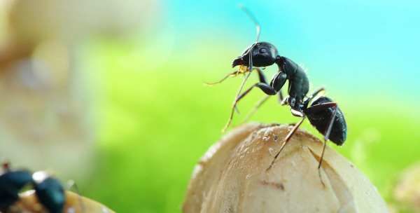 蚂蚁的生活环境,蚂蚁的生活环境有什么特点图3