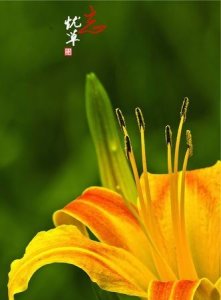 ​忘忧草花语，忘忧草的话语及象征意义分别是什么？