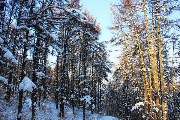 2.在这里可以看到大片的桦树林海、高山、雪地、村落、河流、森林，都会在晚上出现一种白茫茫的世界很漂亮。