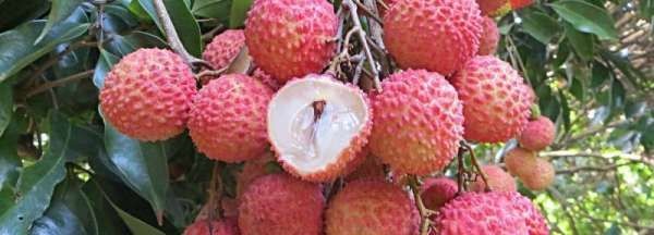 泡荔枝的水是什么,荔枝泡盐水是热水还是冷水好图3