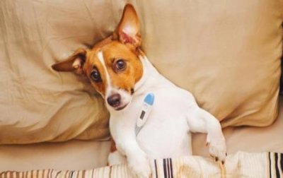 ​金毛狮王天龙影院金毛狮王电影资源