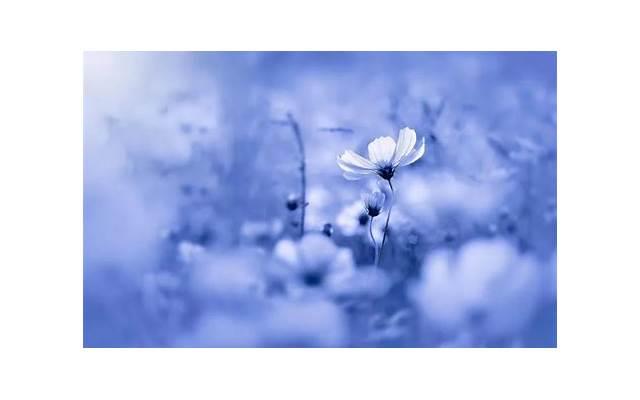 处女座和什么座最配，最佳配对第一名是他