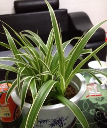 吊兰叶子发黄怎么回事