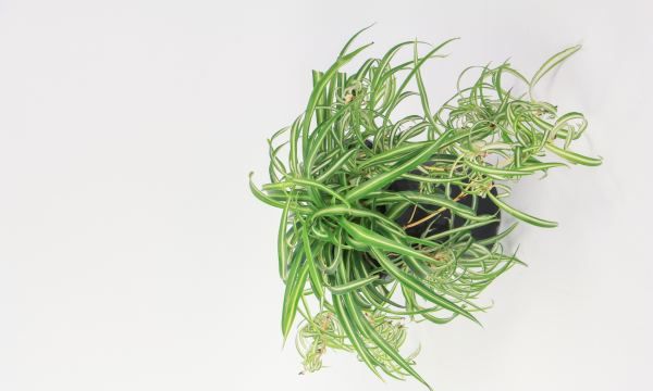 吊兰叶子发黄怎么办,吊兰黄叶尖怎么办剪掉图3