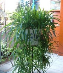 ​吊兰叶子发黄怎么办,吊兰黄叶尖怎么办剪掉