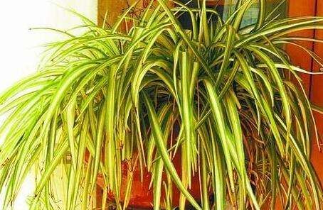 吊兰叶子发黄怎么办,吊兰黄叶尖怎么办剪掉图2