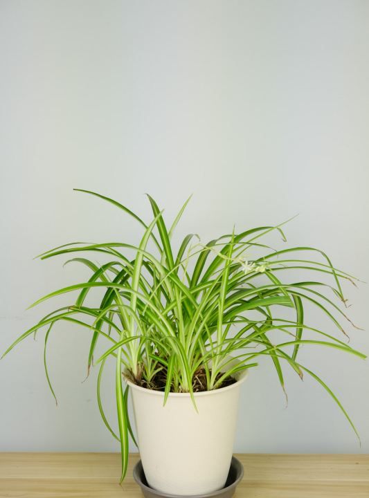 吊兰叶子发黄怎么办,吊兰黄叶尖怎么办剪掉图5