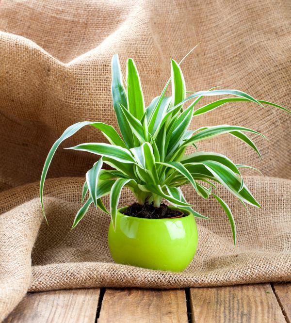 吊兰叶子发黄怎么办,吊兰黄叶尖怎么办剪掉图4