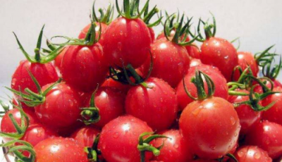 ​圣女果是转基因的,圣女果是转基因食品吗