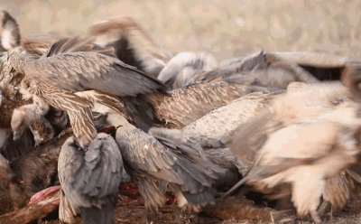 ​仅仅45分钟，秃鹫将女驴友吃的只剩白骨，秃鹫也会攻击活物？