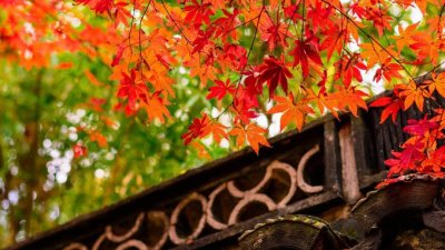 礼貌用语有哪些词语（最全中华礼貌用语）