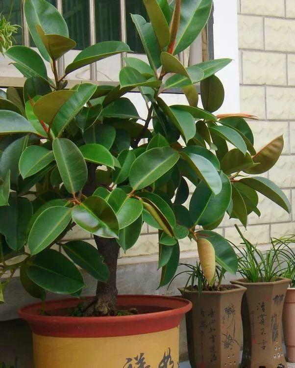 橡皮树的修剪方法（橡皮树什么时候剪枝最好）(图6)