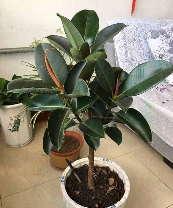 橡皮树的修剪方法（橡皮树什么时候剪枝最好）(图3)