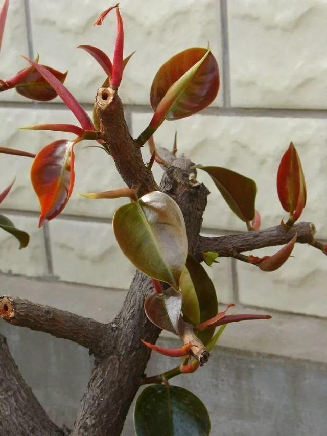 橡皮树的修剪方法（橡皮树什么时候剪枝最好）(图4)