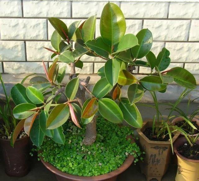 橡皮树的修剪方法（橡皮树什么时候剪枝最好）(图5)