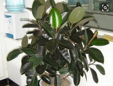 橡皮树的修剪方法（橡皮树什么时候剪枝最好）(图1)