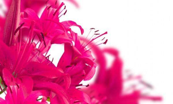 百合花的养殖方法和注意事项,百合花有什么养殖方法及注意事项视频图6