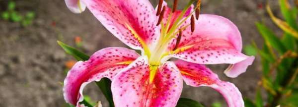 百合花的养殖方法和注意事项,百合花有什么养殖方法及注意事项视频图4