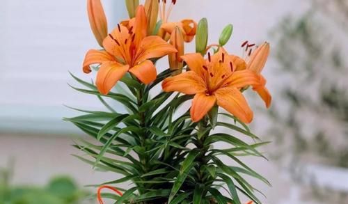 亚洲百合花的养殖方法和注意事项