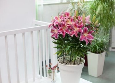 ​百合花的养殖方法和注意事项,百合花有什么养殖方法及注意事项视频