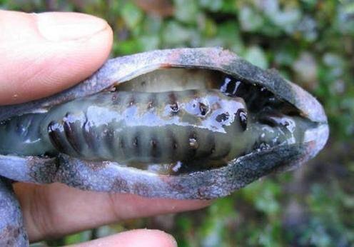 神农架深山里的“死人手指”，曾是皇帝专属品，一般人不敢食用