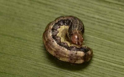 ​认识“行军虫”：草地贪夜蛾为何有如此大的“杀伤力”？