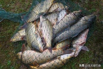 深秋野钓大鱼，4个最强连竿招数，果然百试百灵