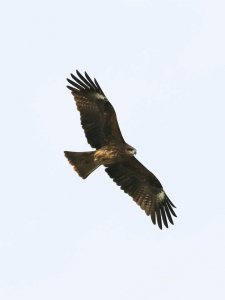 ​科普 | 黑耳鸢