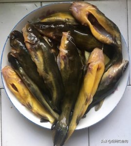 关于垂钓黄辣丁的一些技巧