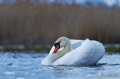 ​加拿大鹅：吃中国的饭，做嘴硬的汉，受最重的锤子
