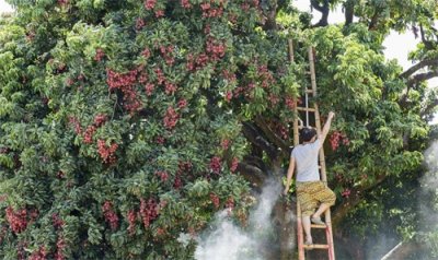 ​荔枝只知道“妃子笑”？快来认识千元一斤的珍稀品种“挂绿”